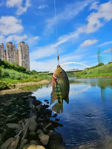 基隆港的黑尾副尼麗魚,2025 年 10 月釣友實拍