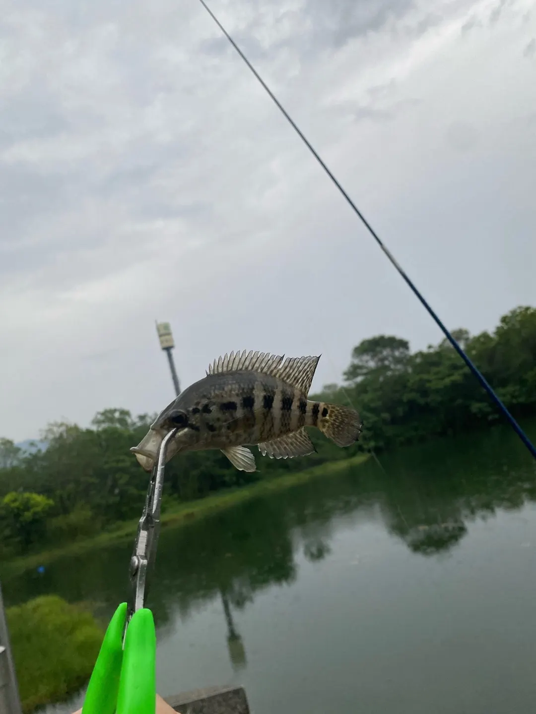 臺東的小魚，幼魚階段體側是一條條橫斑。