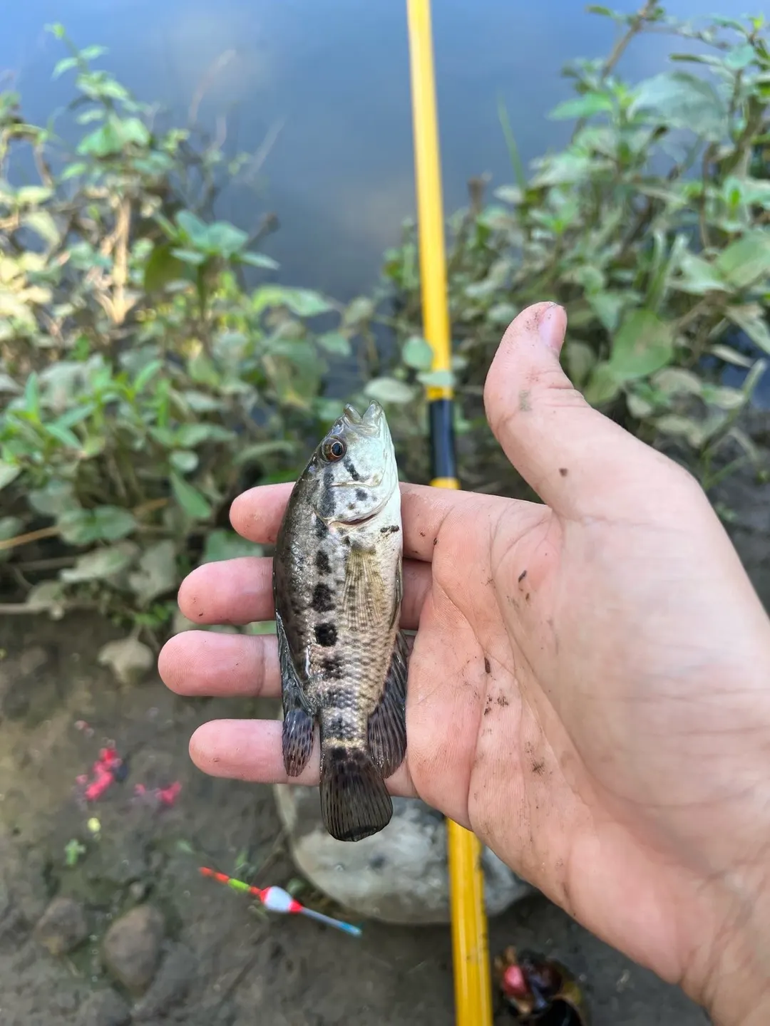 臺中山區溪流約 6.5 公分的幼魚，體側黑斑排成一列。
