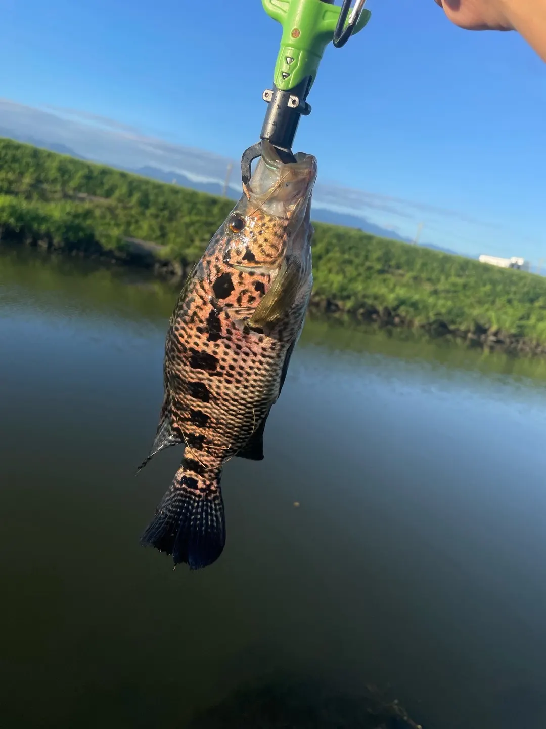 宜蘭排水裡的花身副麗魚：全身黑色網狀斑、體側一列大黑斑、嘴很大。