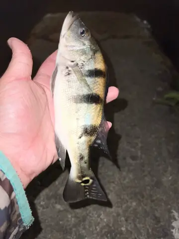 眼點麗魚,2023 年 10 月釣友Cin的實拍照片
