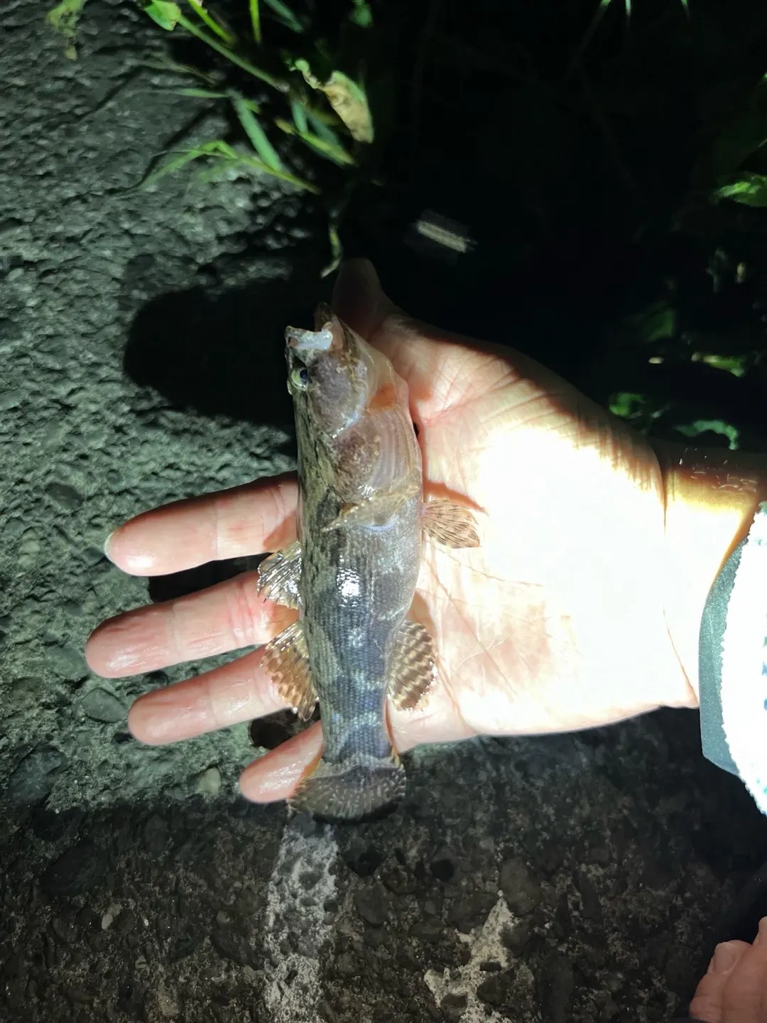 高雄約 8 公分的小魚，同一處水域另有兩筆 10 公分左右的紀錄。