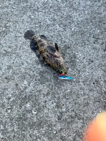 高雄市鳳鼻頭海岸的瑪拉巴石斑魚，2025 年 10 月釣友實拍