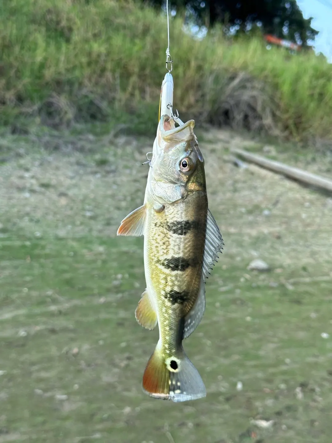 嘉義仁義潭約 18 公分的亞成魚。嘉義冬天的平均低溫比臺北還低。