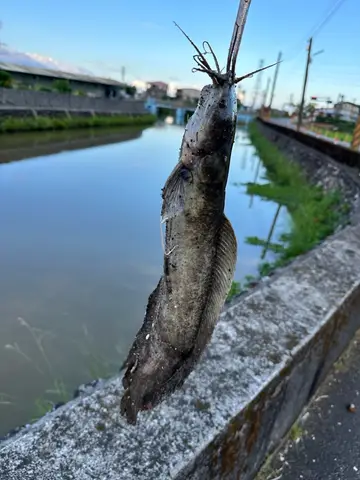 宜蘭縣得子口溪-七結橋段的鯰,2025 年 10 月釣友實拍