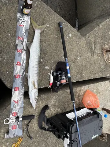屏東縣塭豐海堤的巴拉金梭魚，2025 年 10 月釣友實拍