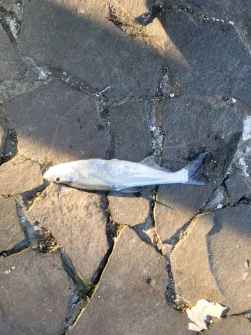 臺南市天鵝湖的翹嘴鮊，2025 年 1 月釣友實拍
