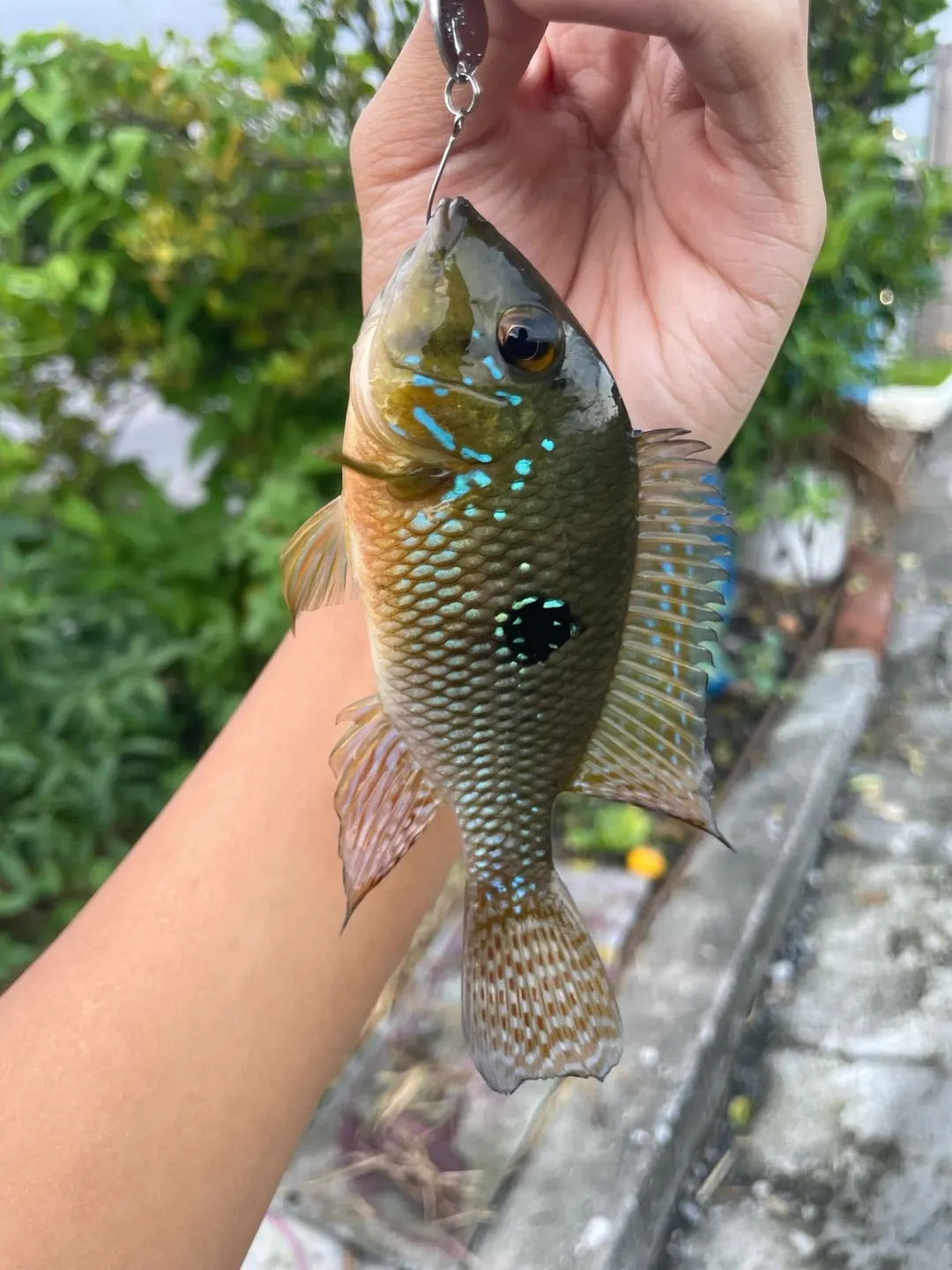北部排水溝裡的個體,珠點和體側黑斑都很清楚。