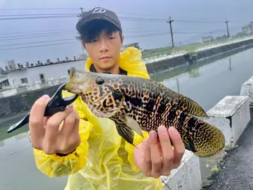 宜蘭縣得子口溪-淇武蘭段的花身副麗魚,2025 年 11 月釣友實拍