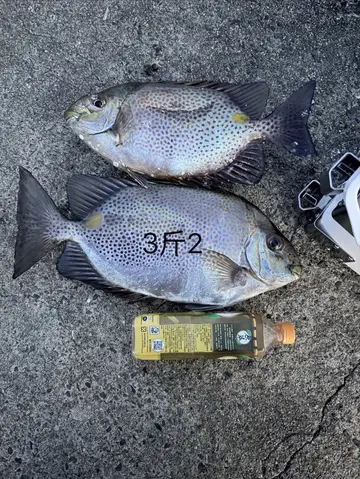 星斑臭肚魚，2025 年 10 月釣友高雄溫泉的實拍照片