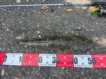 臺南市國聖港燈塔的突粒眶棘牛尾魚，2025 年 11 月釣友實拍