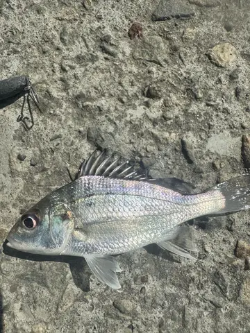 星雞魚，2025 年 11 月釣友釣魚小菜雞的實拍照片