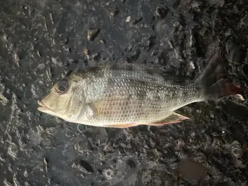 青嘴龍占魚，2025 年 11 月釣友光之昂的實拍照片