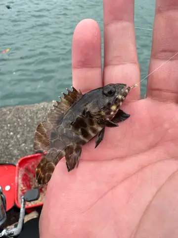 新北市麟山鼻漁港的瑪拉巴石斑魚,2025 年 2 月釣友實拍