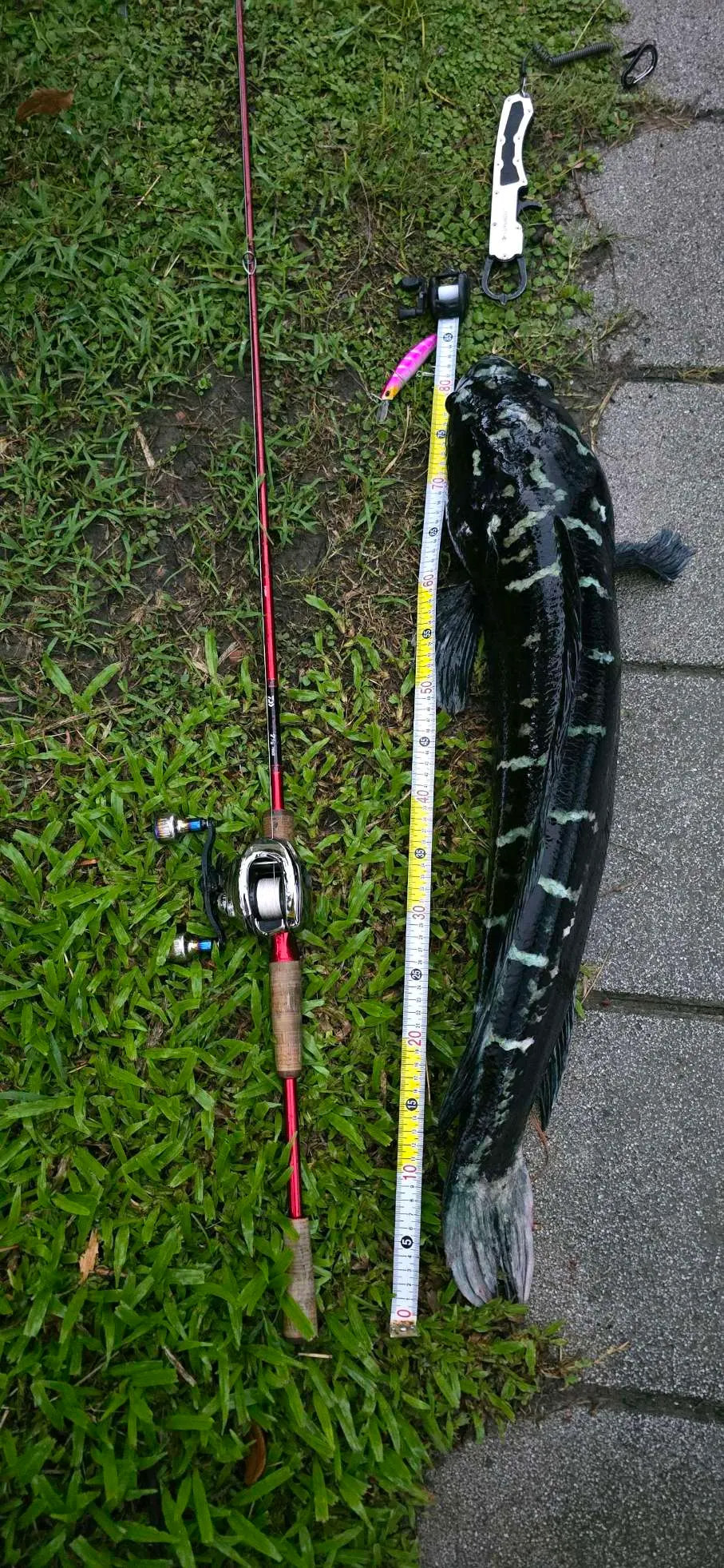 小盾鱧成魚:黑底淡色斑塊、白腹,旁邊放量尺。