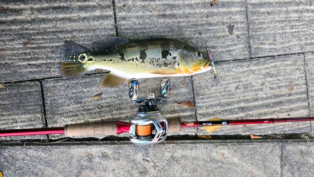 高雄蓮池潭的眼點麗魚:三條暗色橫帶,尾柄有一個黃框黑眼斑。