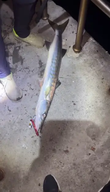 巴拉金梭魚，2025 年 11 月釣友成仔丁的實拍照片