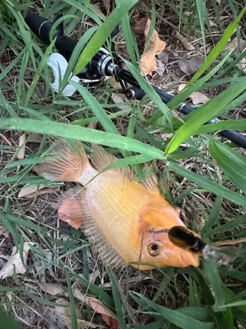 屏東縣殺蛇溪-屏東市段的厚唇雙冠麗魚,2025 年 11 月釣友實拍