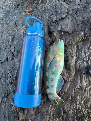 宜蘭縣蕃薯寮漁港的網紋鸚哥魚，2025 年 11 月釣友實拍