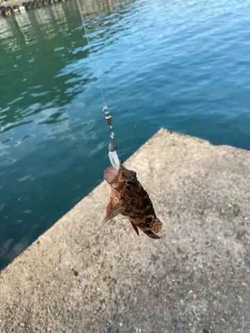 新北市水尾漁港的玳瑁石斑魚,2025 年 11 月釣友實拍