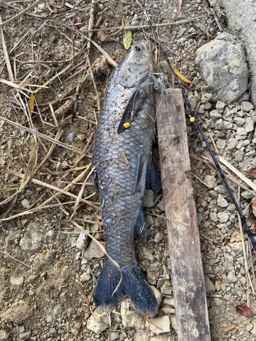 苗栗縣明德水庫的青魚，2025 年 12 月釣友實拍