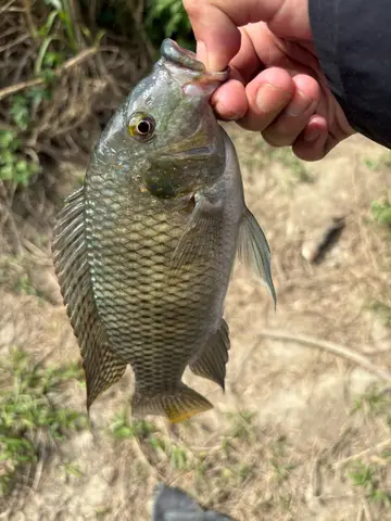 巴西珠母麗魚，2025 年 12 月釣友小老胡的實拍照片