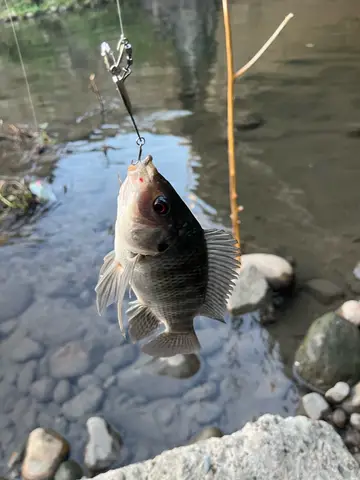 新竹縣鳳山溪的莫三比克口孵非鯽，2025 年 12 月釣友實拍