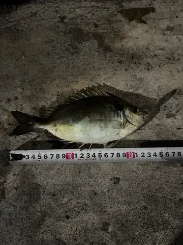 高雄市二仁溪的星斑臭肚魚，2025 年 12 月釣友實拍