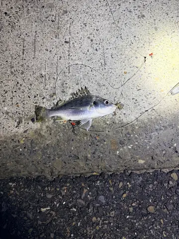 彰化漁港的星雞魚，2025 年 12 月釣友實拍