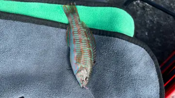屏東縣小琉球漁港的三葉錦魚,2025 年 12 月釣友實拍