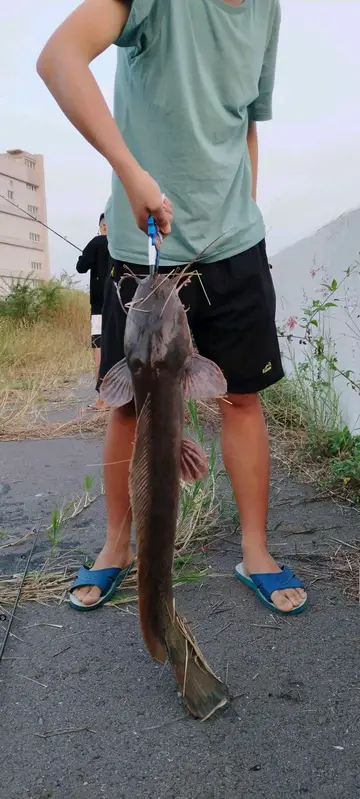 塘虱魚，2025 年 12 月釣友釣魚嘍的實拍照片