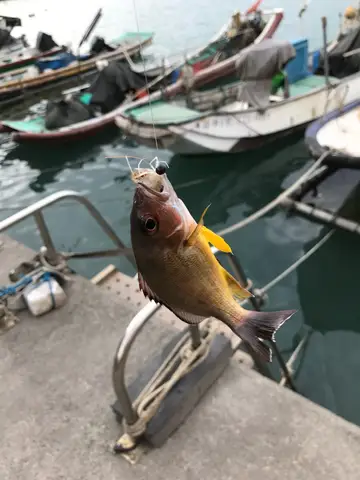 高雄市鳳鼻頭漁港的黃足笛鯛，2018 年 1 月釣友實拍