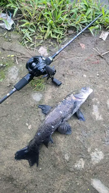 青魚,2026 年 1 月釣友黑貓仔的實拍照片