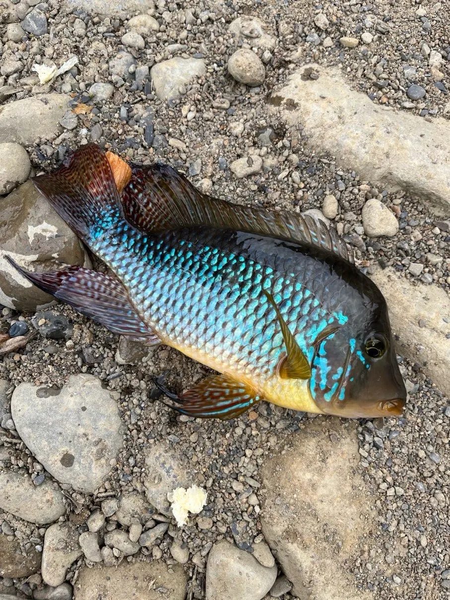 巴西珠母麗魚:頰部與體側散布亮藍色珠點,背鰭很長。