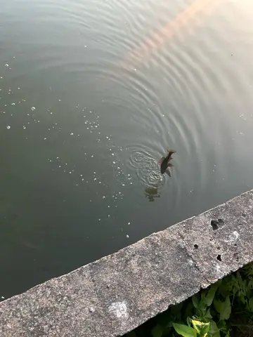 豹紋翼甲鯰,2026 年 1 月釣友fish101的實拍照片