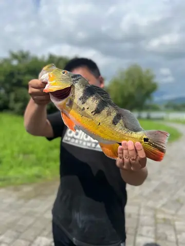 眼點麗魚,2024 年 6 月釣友鄉下人的實拍照片