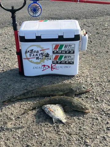 印度牛尾魚，2026 年 1 月釣友黃小武的實拍照片