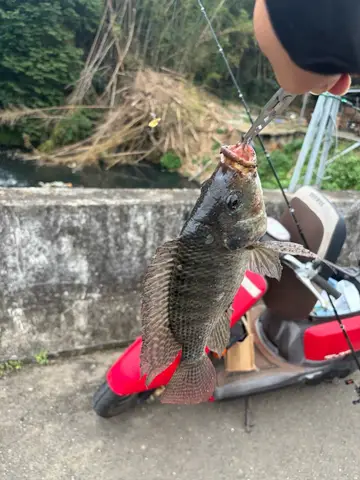 新竹縣鳳山溪的莫三比克口孵非鯽，2026 年 1 月釣友實拍