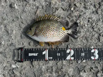 星斑臭肚魚，2026 年 1 月釣友給我魚的實拍照片