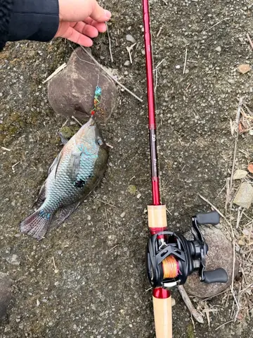 新竹縣鳳山溪-關西段的巴西珠母麗魚,2026 年 2 月釣友實拍