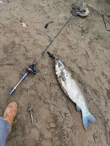 青魚,2026 年 2 月釣友賴璽崴的實拍照片