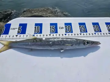 大眼金梭魚，2026 年 2 月釣友鍾欽龍的實拍照片