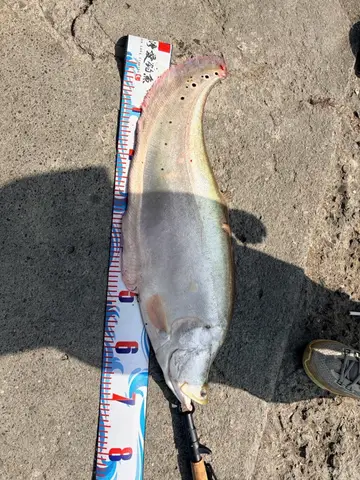 南投縣貓羅溪-南投段的飾妝鎧弓魚，2026 年 2 月釣友實拍