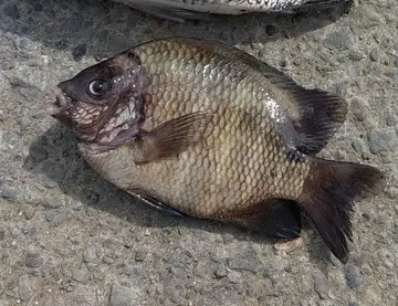 六線豆娘魚，2026 年 2 月釣友wuan的實拍照片
