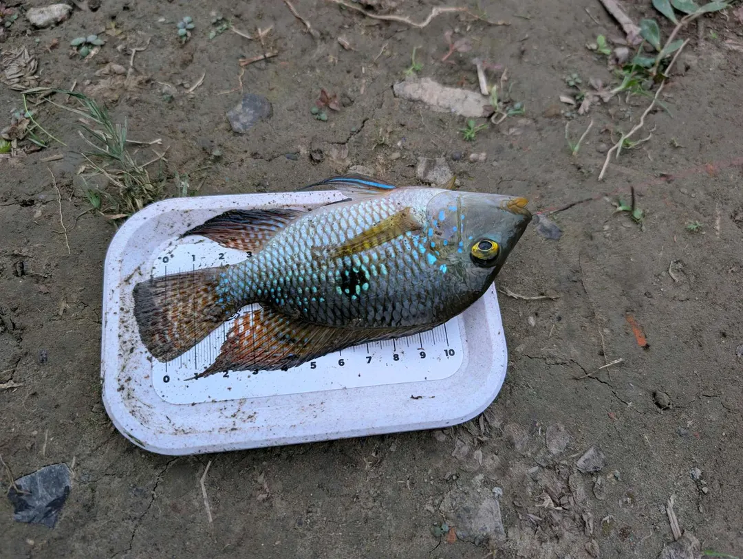 體側中段有一個黑斑,這是和吳郭魚最容易分的地方。
