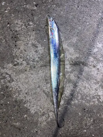 白帶魚，2025 年 12 月釣友林聖恩的實拍照片