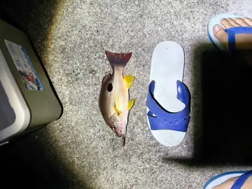 火斑笛鯛,2026 年 1 月釣友HUI3的實拍照片