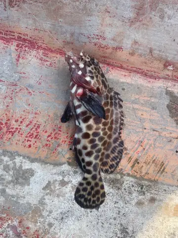 玳瑁石斑魚，2026 年 3 月釣友萬兩爸的實拍照片