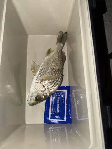 屏東縣海口漁港的銀雞魚，2026 年 3 月釣友實拍