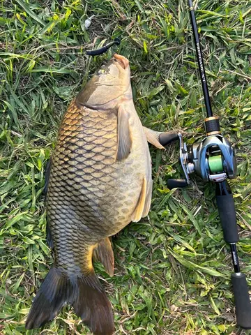 鯉,2026 年 3 月釣友偶爾騙騙魚的實拍照片